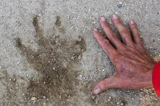 The right front foot of a large wolf. The toes have splayed widely and the claws of each digit have dug in deeply, including in the reduced inside toe due to the fast speed of this animal. The bounding trail of this wolf was adjacent to the trail of two fleeing mule deer indicating a pursuit (apparently unsuccessful for the wolf).