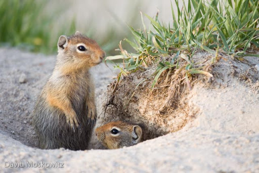 Columbian ground squirrels (Spermophilus columbianus) at a burrow.