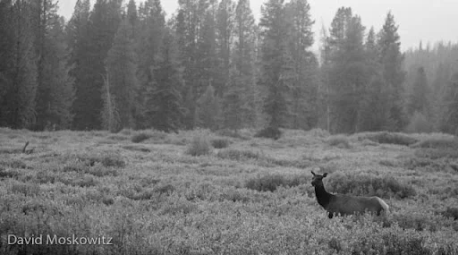Rocky mountain elk (Cervus elaphus)
