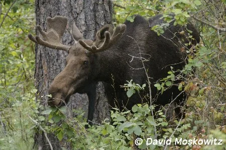 Bull Moose. Northeast Washington.