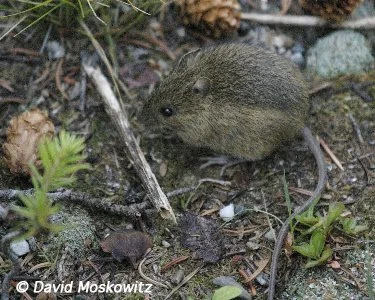 Western Jumping MouseSelkirk Mountains, southeastern British Columbia
