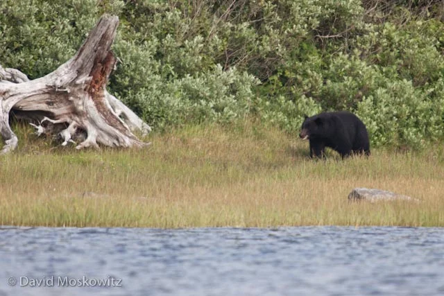 We watched this randy male black bear following a smaller female bear earnestly, stopping only to rub vigorous on a large drift wood log, a behavior which increases during the breeding season.