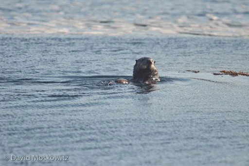 Sea Otter patrolling coastal waters north of Ucluelet.