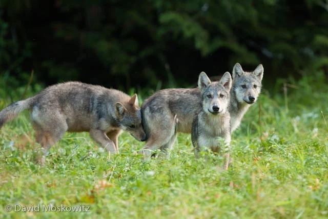 Three curious wolf pups in a wet meadow.