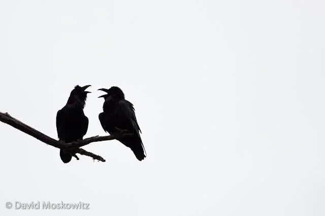 Two ravens discussing the morning’s events.Learn more about my project on Wolves in the Pacific Northwest!