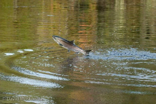 Jumping Coho salmon