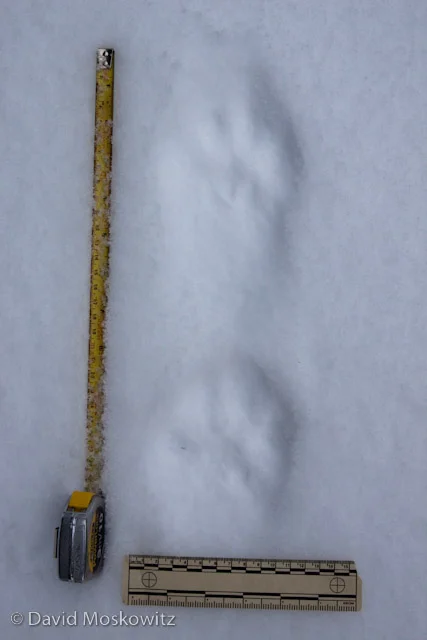 Canada lynx (Lynx canadensis)left front below left hind tracks. Northern Rockies, Montana.