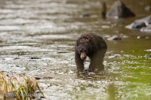 A young black bear makes its way across a coastal stream in the Great Bear Rainforest.