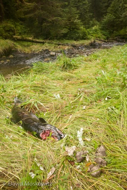 Chum salmon carcass with the top of the head removed by a wolf and a fresh wolf scat besides it.