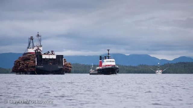 Tug pulling a barge loaded with rainforest trees, dwarfing a fishing vessel to the right.