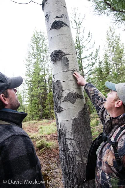 Senior Tracker Brian McConnell, who assisted in delivering the evaluation, points out one of the questions, marks on an aspen tree to Adam Lieberg, Conservation Program Program Coordinator at Northwest Connections. Adam correctly interpreted them to be made by a black bear which had climbed the tree.