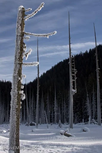 Hoar frost on snags. North Cascades, WA.