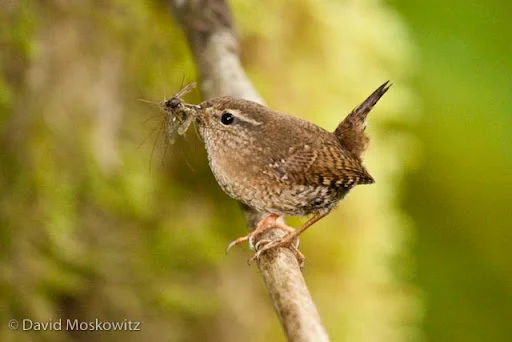 Winter Wren with insects in its mouth bound for hungry young. Western Washington.
