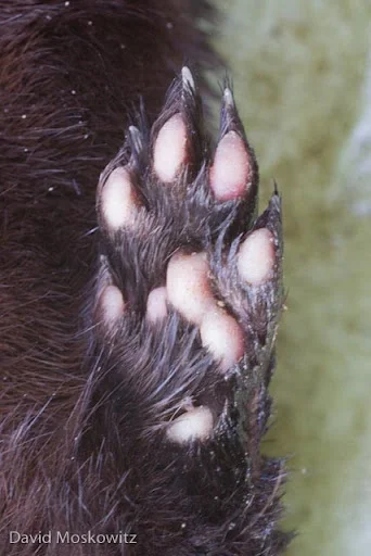 Left front foot.