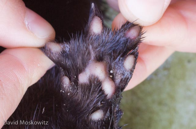 Left front foot with toes splayed showing mesial webbing between toes.