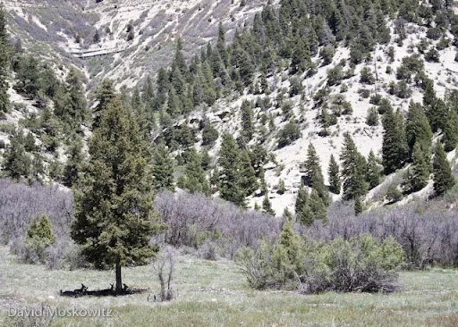 Mule deer resting in the shade of a Douglas fir during the midday heat.