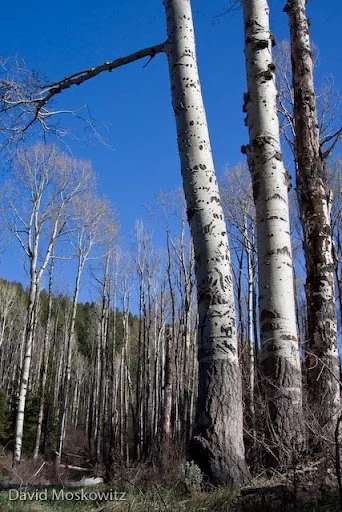 Aspen stand with bear climbing marks and elk cambium feeding scars on trees in the foreground. Many aspen stands in the southern Rockies are dying for reasons that are not yet totally clear. Aspen stands are generally comprised of one or a few individual organisms (called “Clones”) each of which sends up multiple trunks. About half of the mature trunks in the patch are dead.