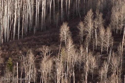 Aspen stand at about 8500′ elevation on the western edge of the Rocky mountains