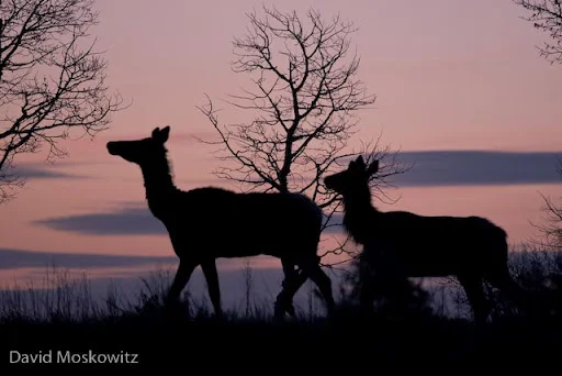 Rocky mountain elk at sunrise with stunted aspen in the background.