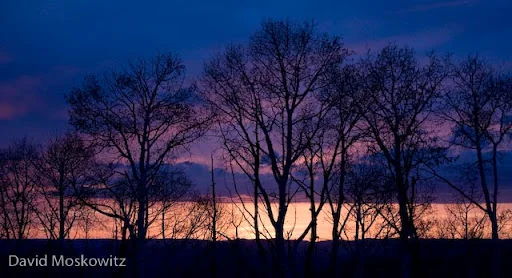 Sunset and aspens