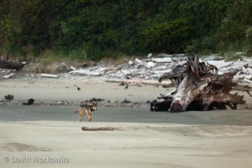 A gray wolf trots along the beach early in the morning with ravens in the background. West Coast, Vancouver Island.