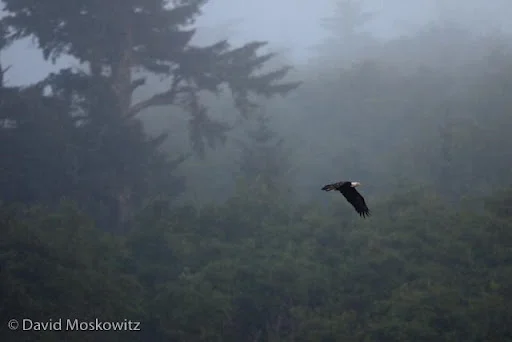 Bald eagle above a foggy forest.