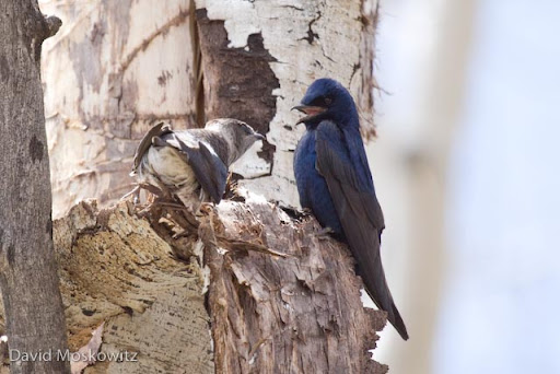 Female and male Purple Martins courting close to their nest cavity.