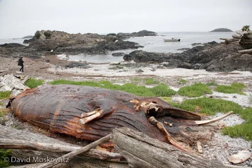 Carcass of juvenile humpback whale on beach of island in Clayoquot Sound