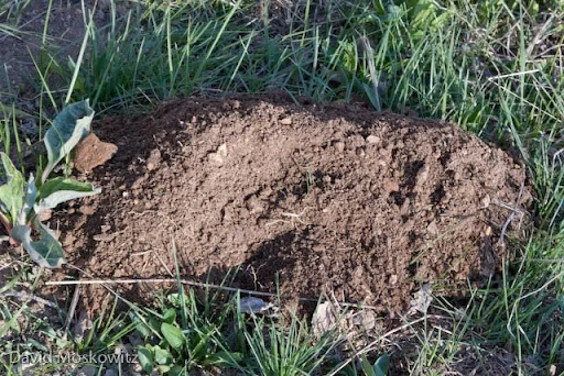 The completed throw mound with the hole plugged at the base of it. Throw mounds are produced in the process of creating underground tunnels the pocket gopher uses for accessing food (roots and vegetation), as well as sleeping chambers, food storage spaces, and latrines.