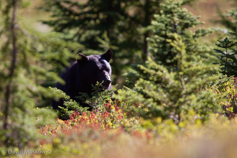 Black Bear feeding on huckleberries. East of Heart Lake, Olympic National Park