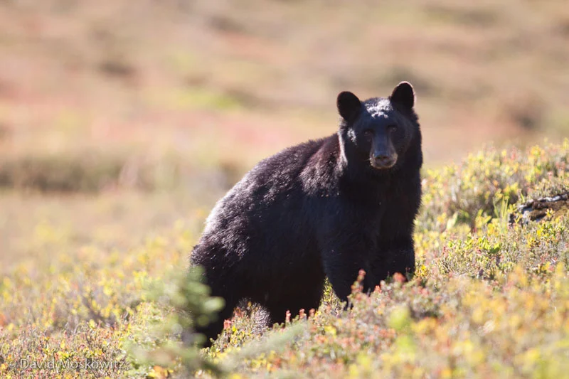 Black bear, Olympic National Park.