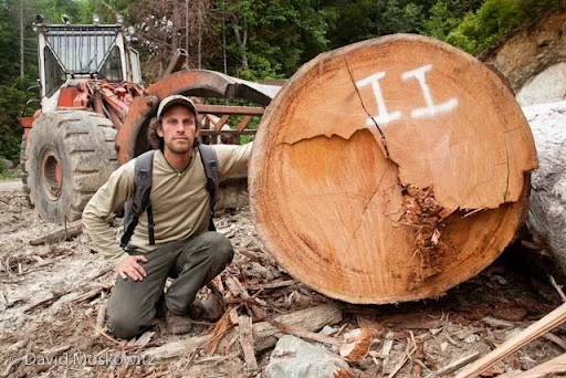 Growth rings: over 200. Destination: ?