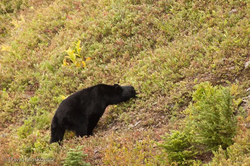 Black bear, feeding on huckleberries. Olympic National Park.