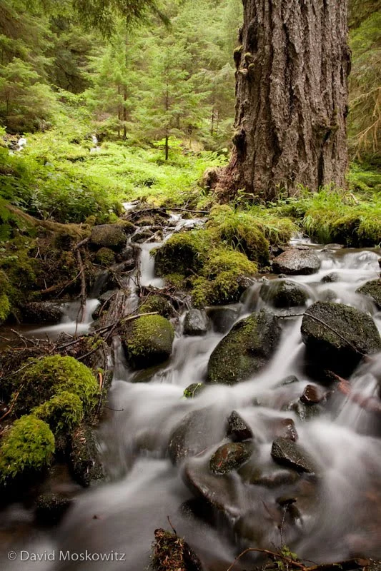 Stream in the Sol Duc River Valley, Olympic National Park.