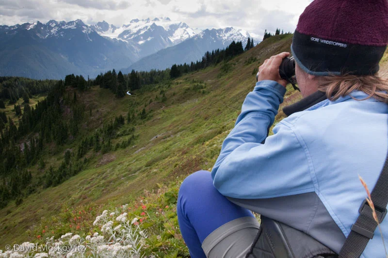 Darcy Ottey watching a bear feed in the meadow beyond her. An Olympic marmot was also watching the bear with much scrutiny. West of Swimming Bear Lake, Olympic National Park.