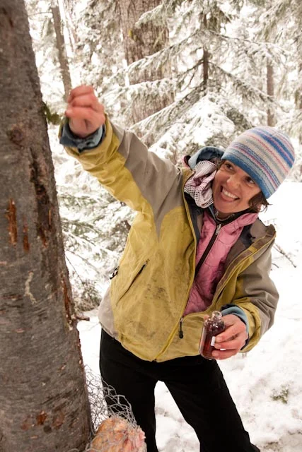 Chase, clearly relishing the opportunity to smear the bait tree with beaver castorum, an irresistible scent for many creatures.