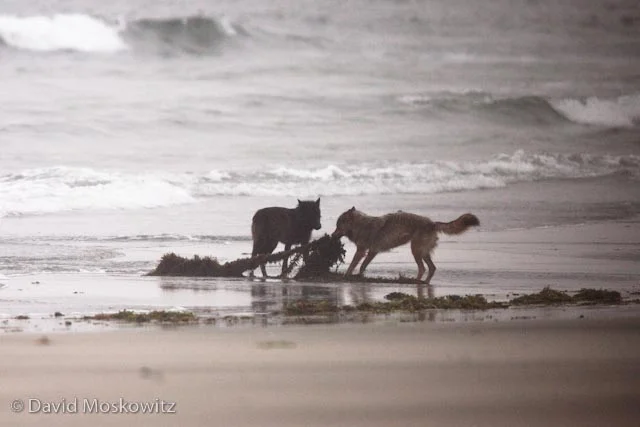 Guess the beach brings out the playful side of more than just juvenial people. Here two yearling wolves play with washed up seaweed on an island in Clayoquot Sound.