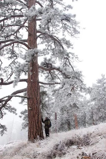 Ponderosa pine and hoar frost.East slope Cascades, Washington