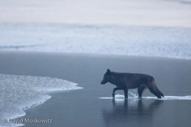 Wolf crossing a lead of water at first light.