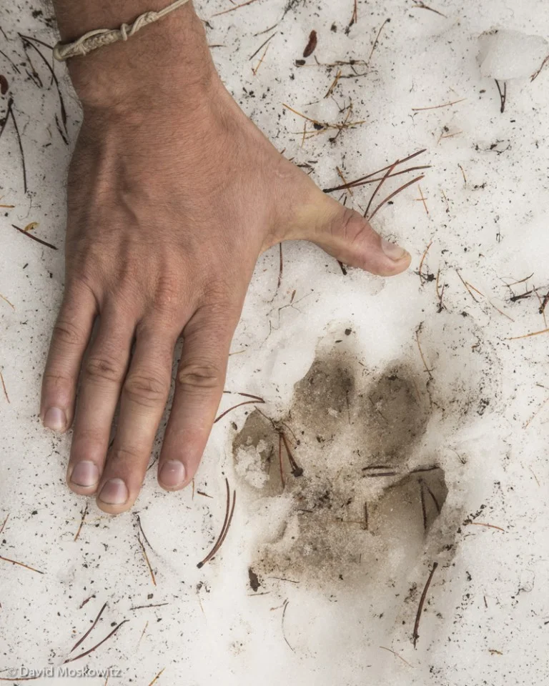 Tracks of a lone wolf in the Eagle Cap Wilderness, Oregon.