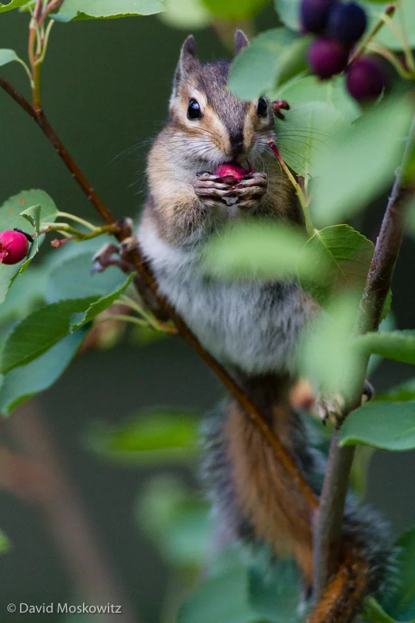 Some one doesn’t need any notification that the Saskatoon berries are coming on here in the valley!