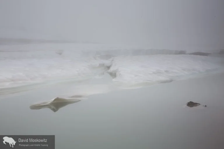 Earth, sky and water merge with a heavy fog sitting over the snow and ice choked glacial lake.