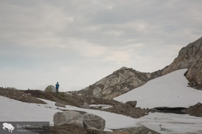 Receeding glaciers leave behind moonscapes of scoured bedrock covered with piles of rubble and rock flour.