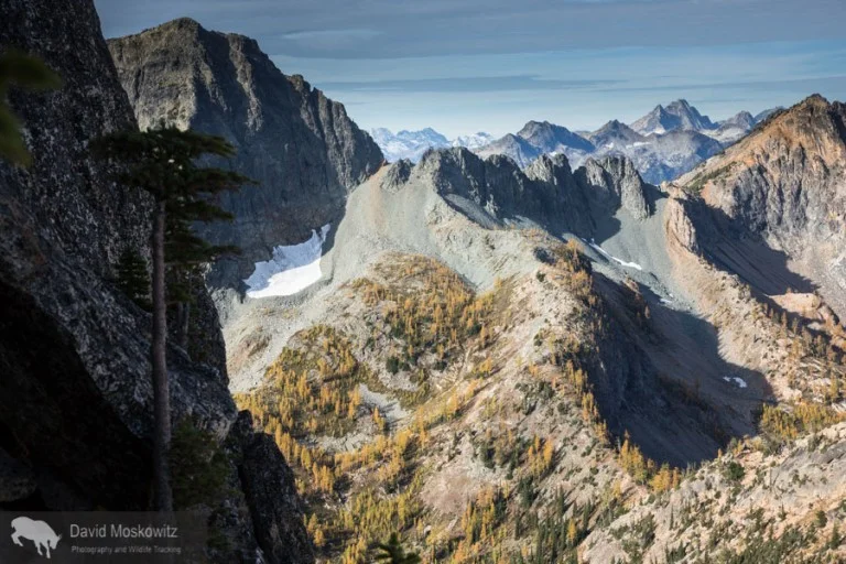 During the fall, the limited range of alpine larch is illuminated brilliantly all along the edge of treelike in the high country.