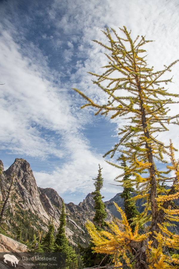 An alpine larch and the granite spires of Kangaroo Ridge in the North Cascades.