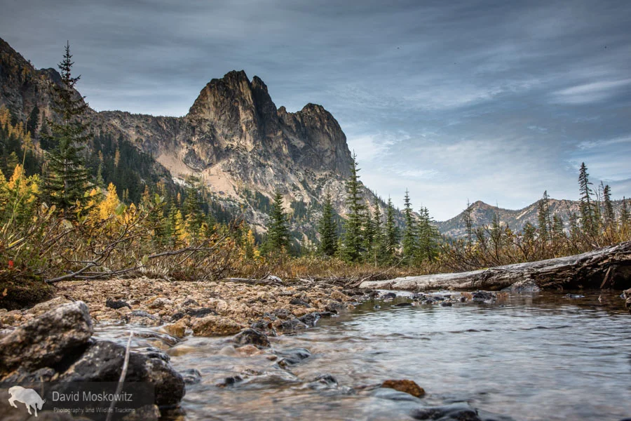 A few alpine larch dot the upper reaches of Early Winters Creek with the iconic Liberty Bell massif beyond.