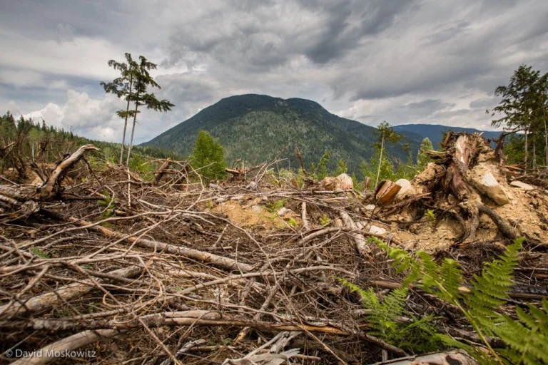A recently logged second growth forest in the Seymour River watershed. Industrial scale logging which employs large machinery to cut and remove logs often leaves a devastated appearing landscape behind, including lots of wood cut and left on the ground, to expensive to transport out for the value of what can be made from it.
