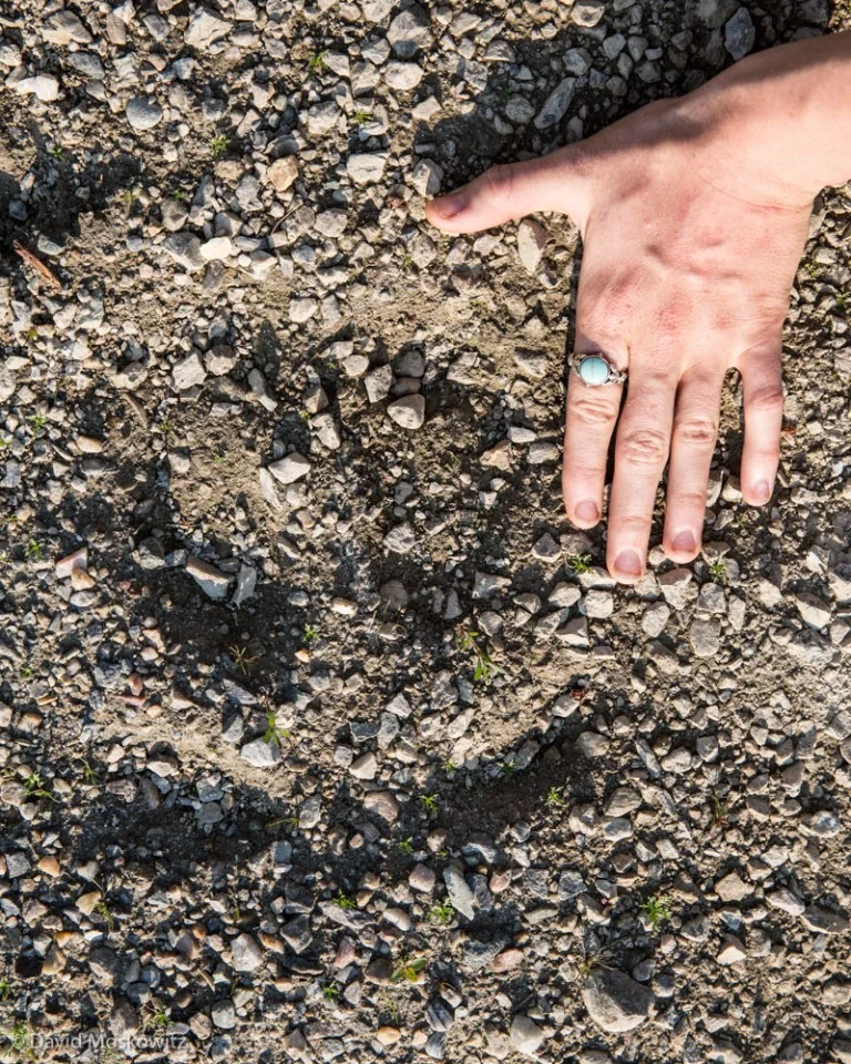 The large round front print of a mountain caribou.