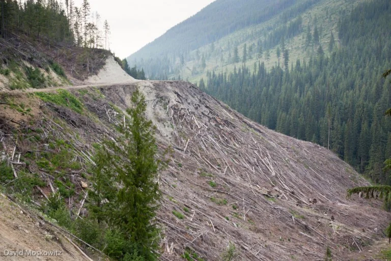 A much more common sight in the southern end of mountain caribou habitat. Over a century of logging have left the majority of low and mid-elevation temperate rainforests in a fragmented state with few late-successional stands left. These landscapes provide less food, less shelter and greater access to competitive ungulates and predators into caribou habitat. As caribou move into remnent patches of old trees they become more vulnerable to predators as compared to when they could spread out across a larger and less predator rich environment.