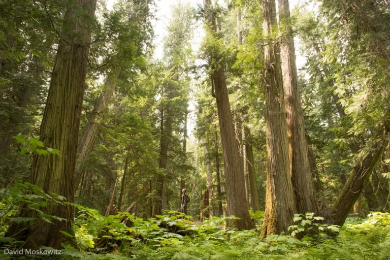 Kim Shelton marvels at ancient trees. Mature stands of western red cedar such as this one, have become very rare in mountain caribou habitat because of their valuable timber.